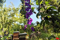 Biene fliegt zu lila Rittersporn-Blüte